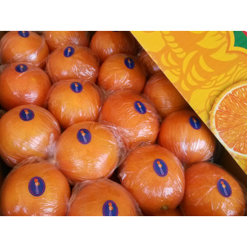 Exportação (GLOBALGAP HACCP) Pomelo fresco